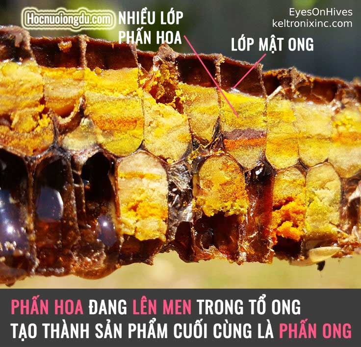 Phấn hoa lên men trong tổ ong, cách lấy phấn hoa từ tổ ong