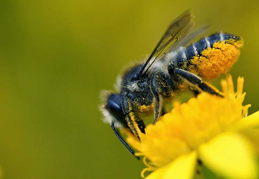 Loài ong Megachile punctata có cấu tạo cơ thể để mang phấn hoa bằng bụng