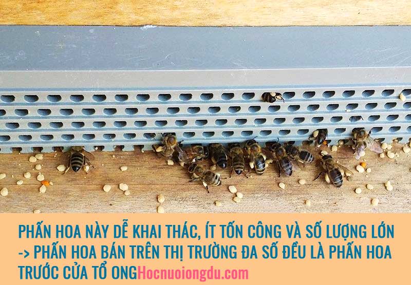 Phấn hoa tươi mua ở siêu thị, địa chỉ bán phấn ong