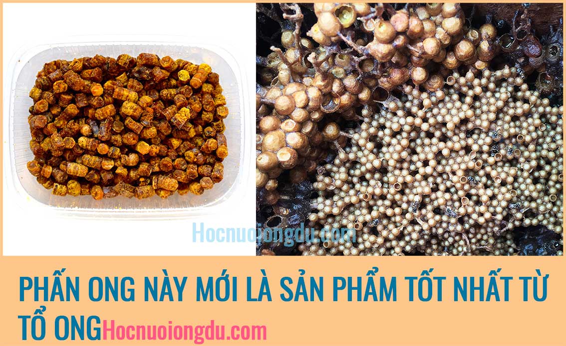 Phấn ong dú, mật ong dú là thực phẩm tăng cường hệ miễn dịch