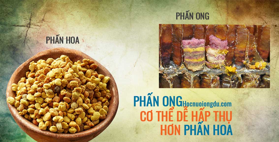 Phấn ong là thực phẩm tốt cho hệ tiêu hóa và đường ruột