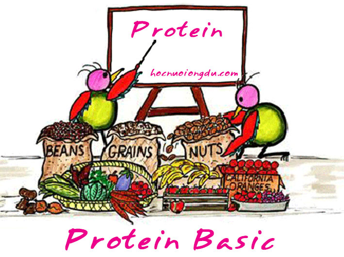 Protein là gì và nhu cầu của cơ thể