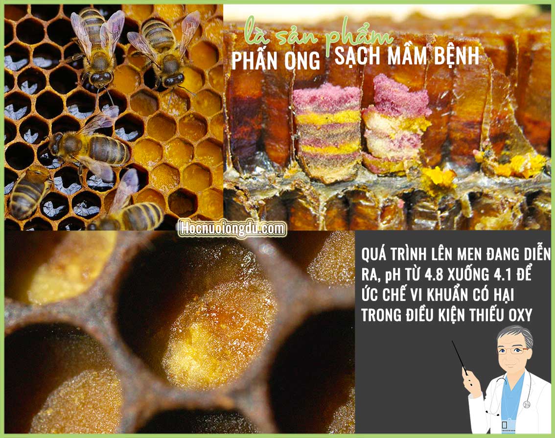 Quá trình lên men phấn hoa tạo ra thức ăn tốt cho trẻ