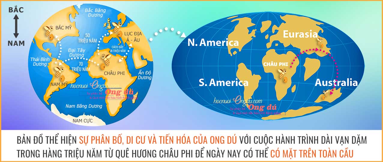 Sơ đồ di trú của ong dú trên toàn cầu và cách nuôi ong dú