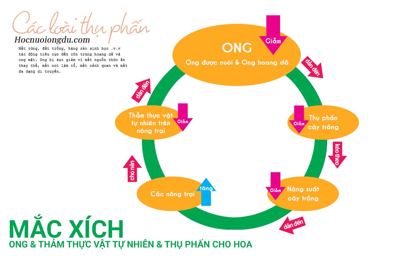 Sơ đồ quá trình thụ phấn cho cây trồng và mối quan hệ mắc xích