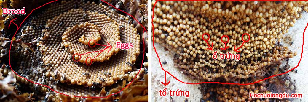 Hình trứng trong một tổ ong dú và các khái niệm