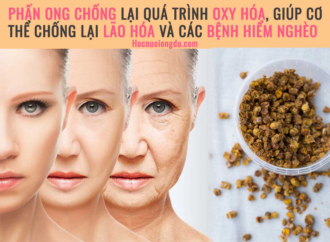 Tác dụng của phấn hoa ong đối với phụ nữ chống lão hóa