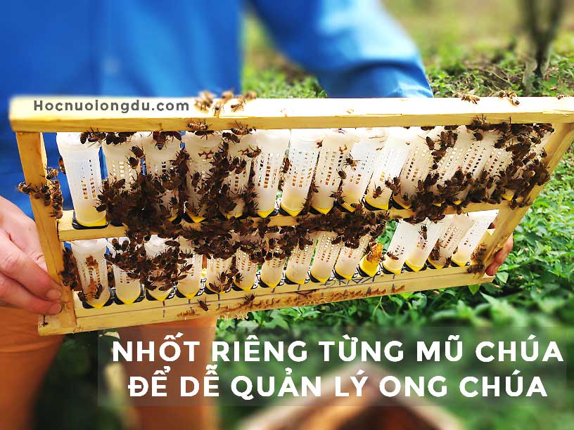 tách riêng các mũ chúa bằng lồng nhốt chúa trên thang chúa