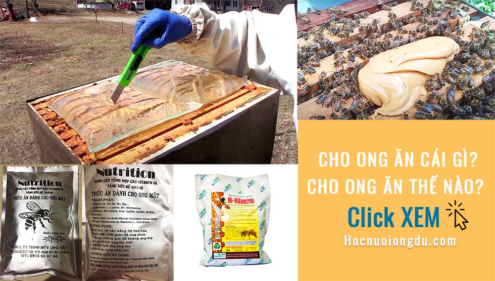 tại sao ong mật bỏ tổ, cách cho ong ăn