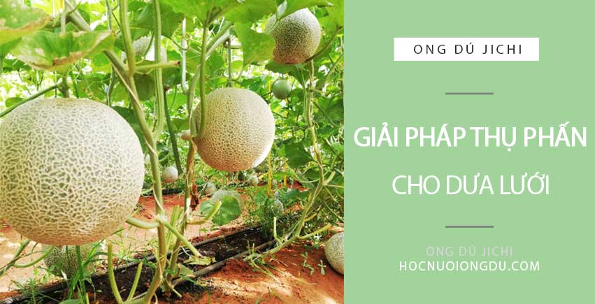 Thụ phấn cho dưa lưới trong nhà màng