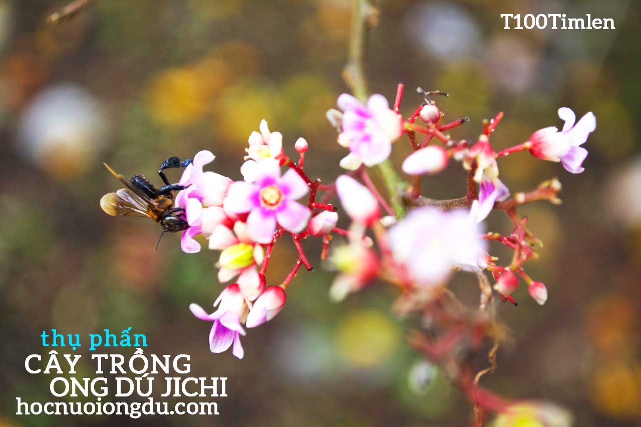 Thụ phấn cho hoa bằng ong dú và côn trùng hoang dã