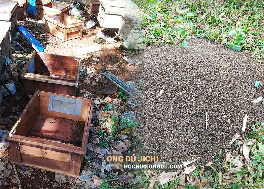 thuốc diệt ong tiêu diệt cả trại nuôi ong lấy mật