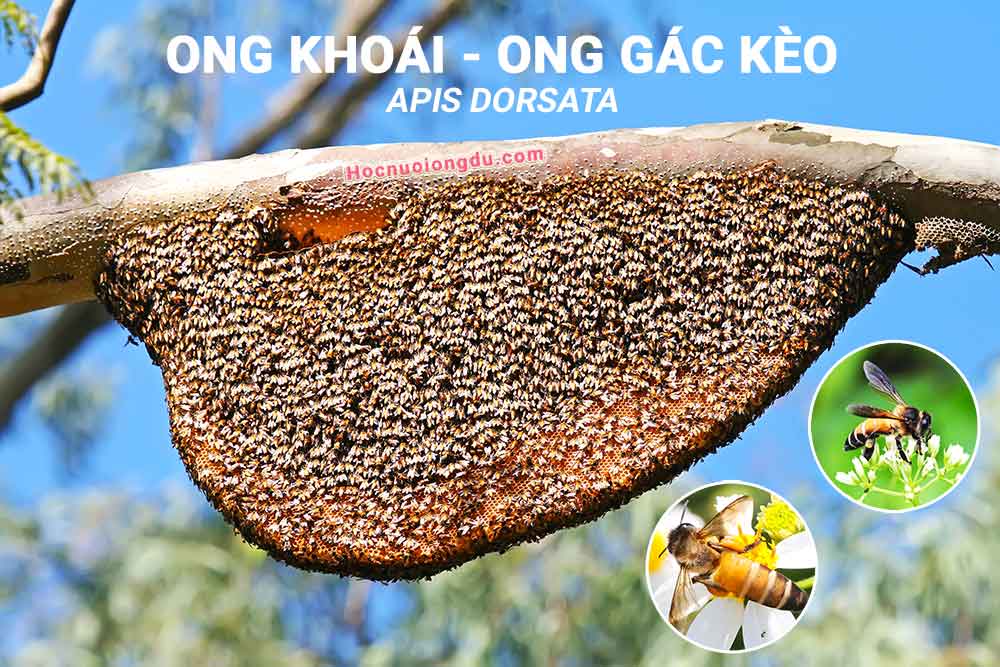 tổ ong khoái và hướng dẫn kỹ thuật bắt ong khoái