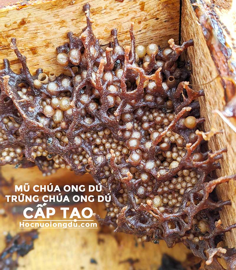 trứng chúa ong dú, mũ chúa ong dú cấp tạo