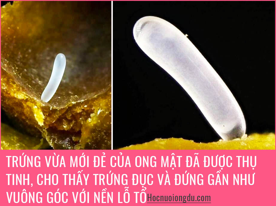 Trứng ong mật và trứng ong dú đã thụ tinh