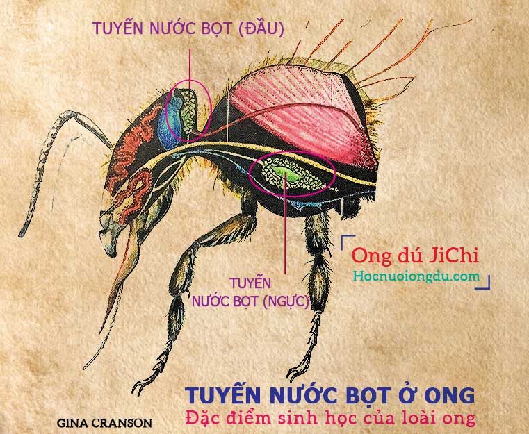 cấu tạo tuyến nước bọt của ong mật, Bee Biology