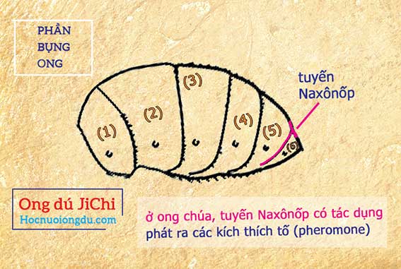 Thích nghi với môi trường sống của ong, tuyến tiết mùi chúa