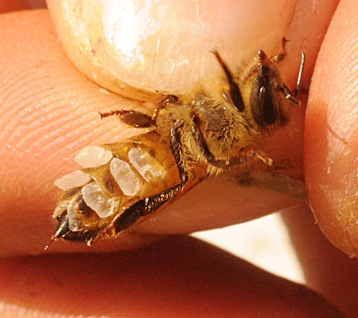 Cấu tạo tuyến tiết sáp ở ong mật nằm dưới phần bụng