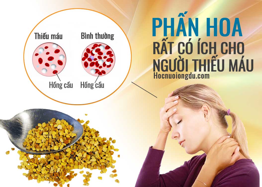 Uống phấn hoa tác dụng chữa bệnh thiếu máu tán huyết