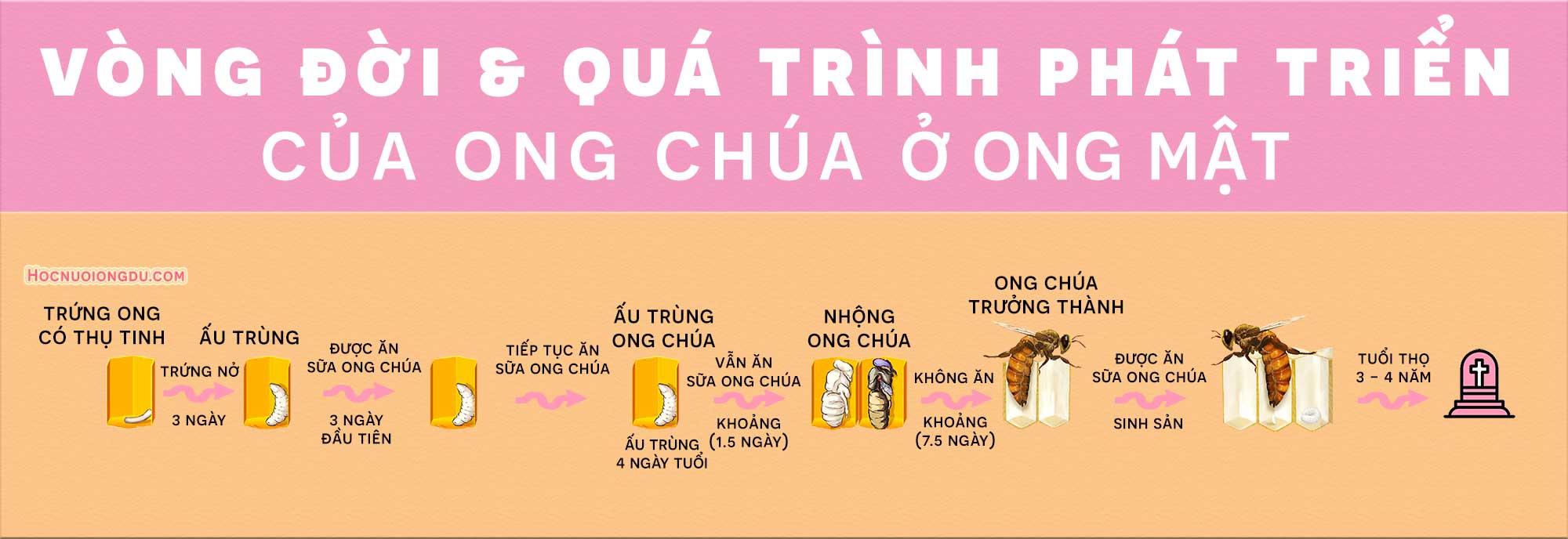 vòng đời của ong chúa, quá trình hình thành ong chúa