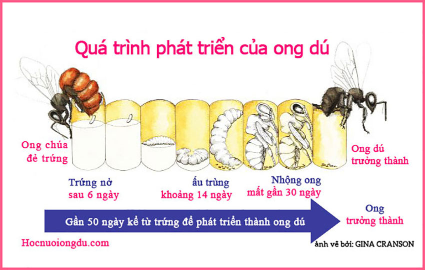 Vòng đời của ong dú, ong dú đẻ trứng như thế nào