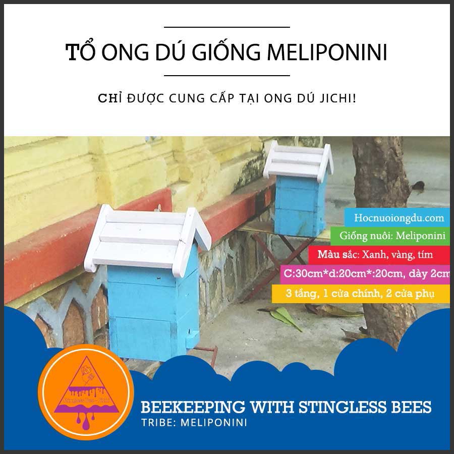 Giống Ong Dú Meliponini | Stingless Bees