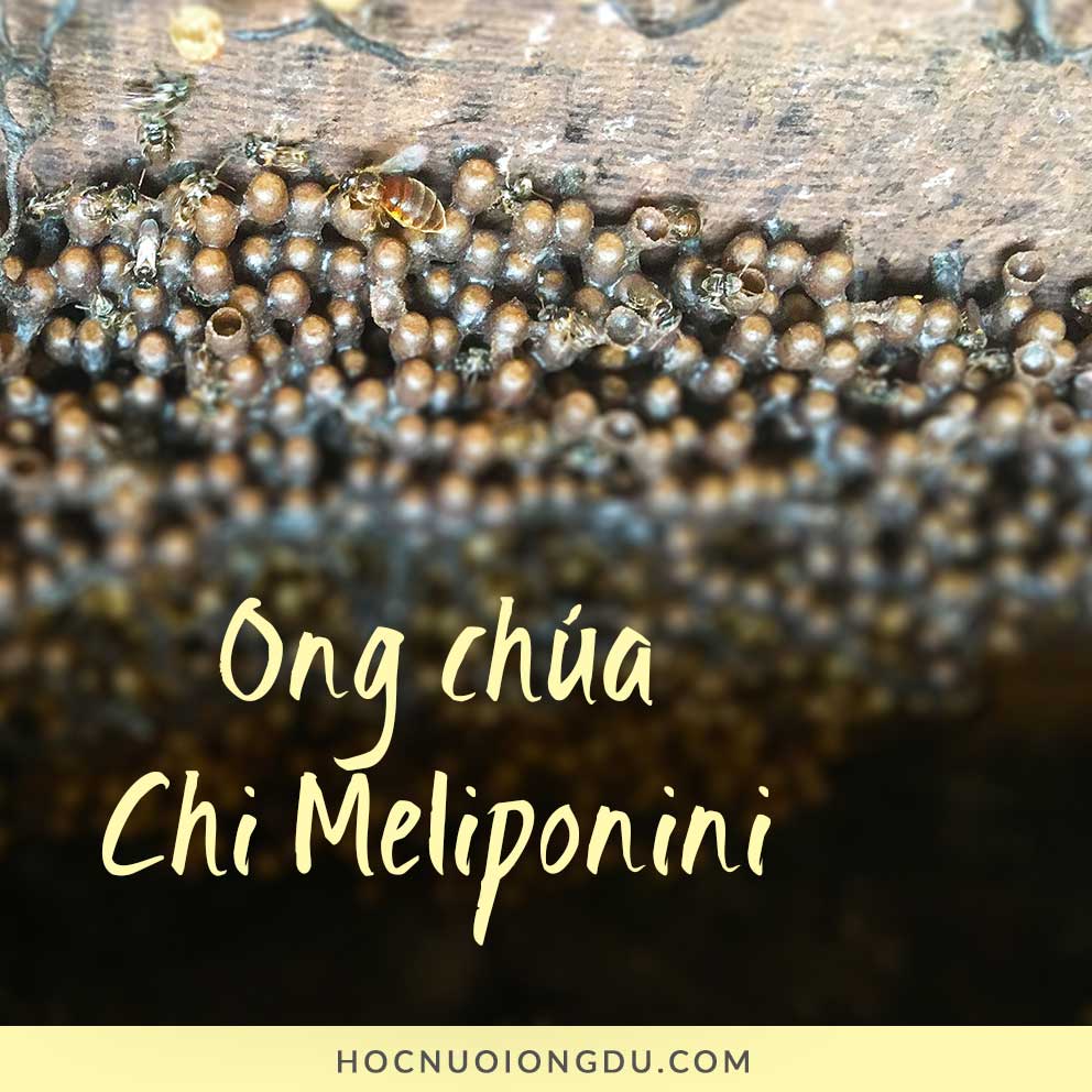 Giống Ong Dú Meliponini | Stingless Bees