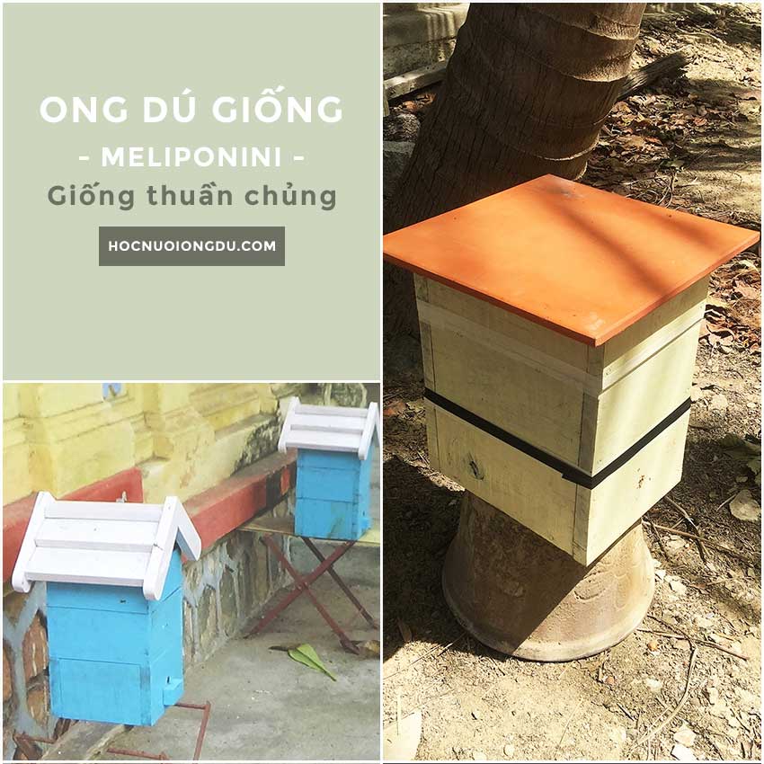 Giống Ong Dú Meliponini | Stingless Bees