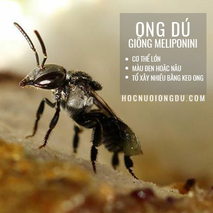 Giống Ong Dú Meliponini | Stingless Bees