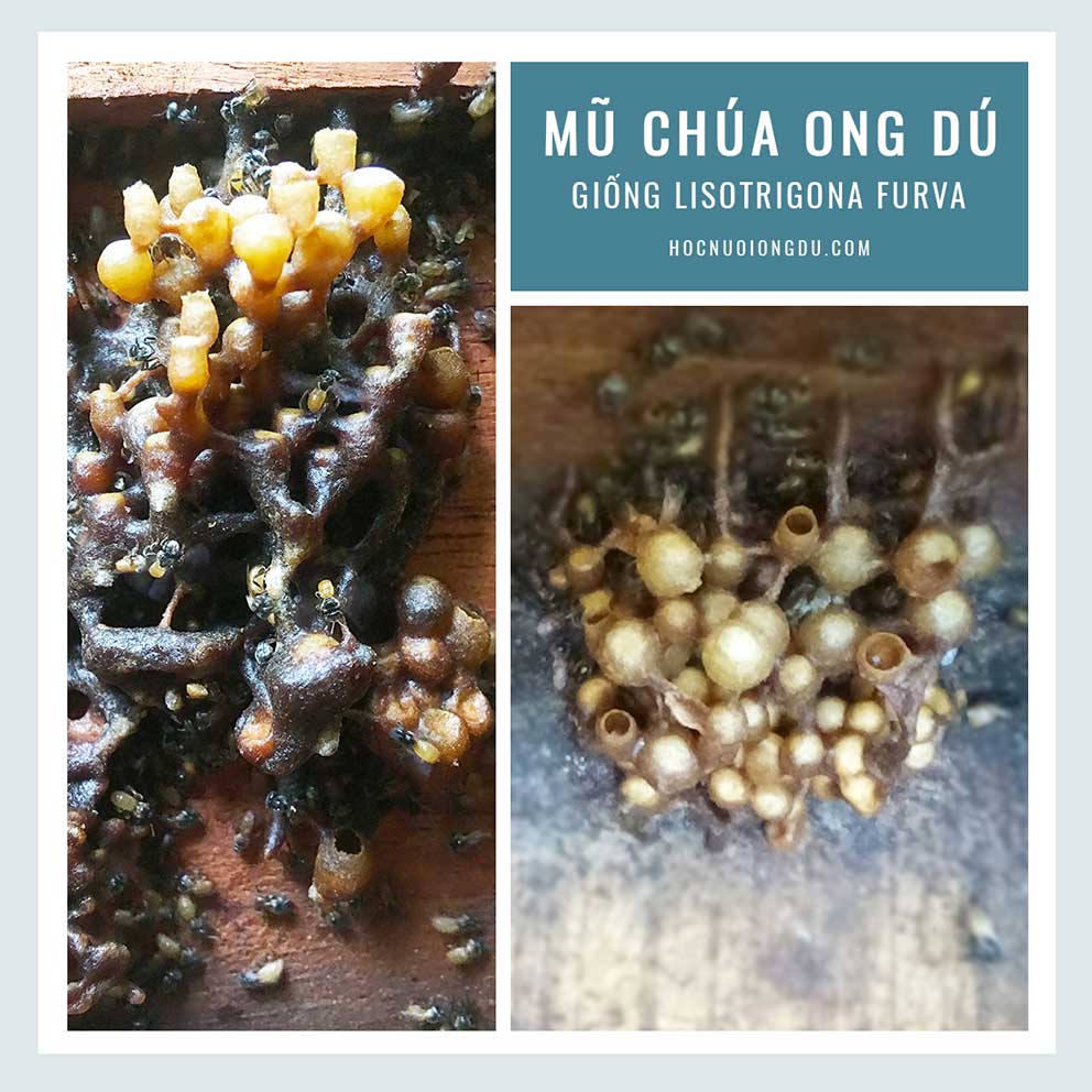 Ong Dú Giống Lisotrigona Furva