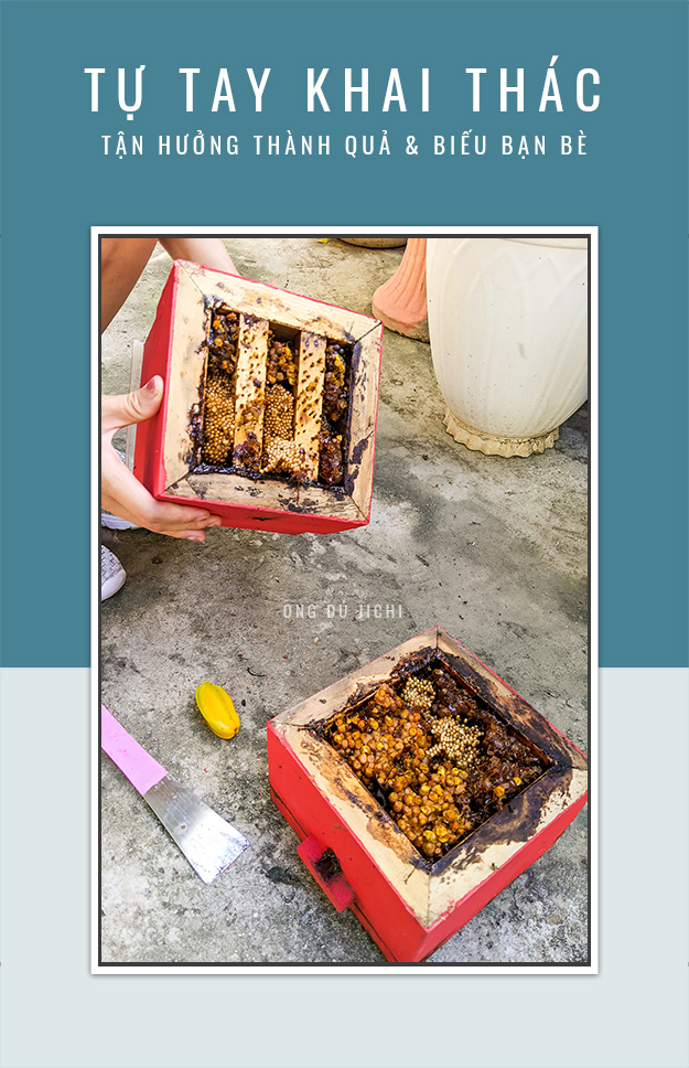 tự tay khai thác mật ong dú từ tổ ong nuôi trong nhà