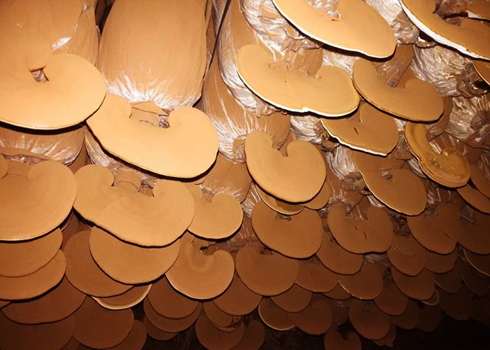 trai-nam-linh-chi-do