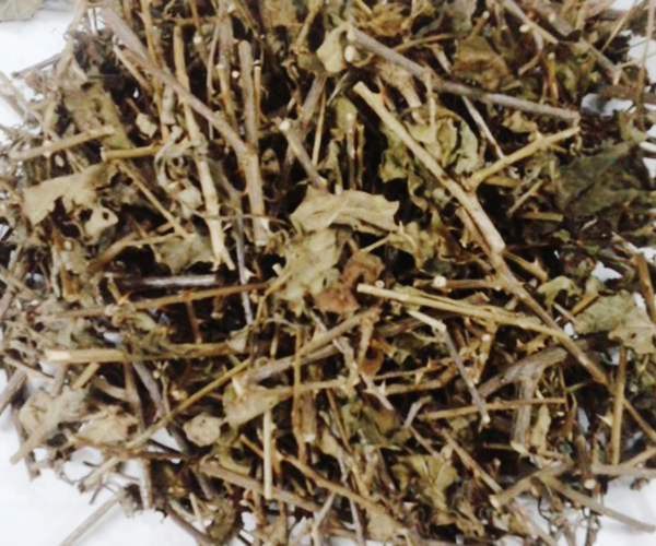 cay-ca-gai-leo-phoi-kho