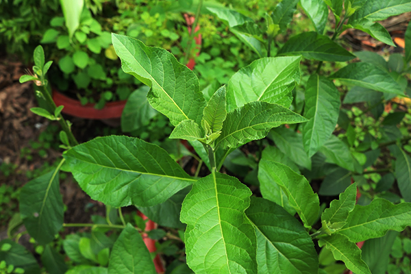 Cây lá đắng - Cây mật gấu