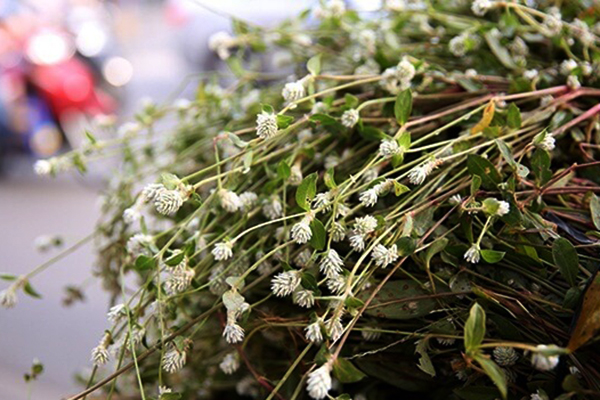 hinh-anh-cay-no-ngay-dat