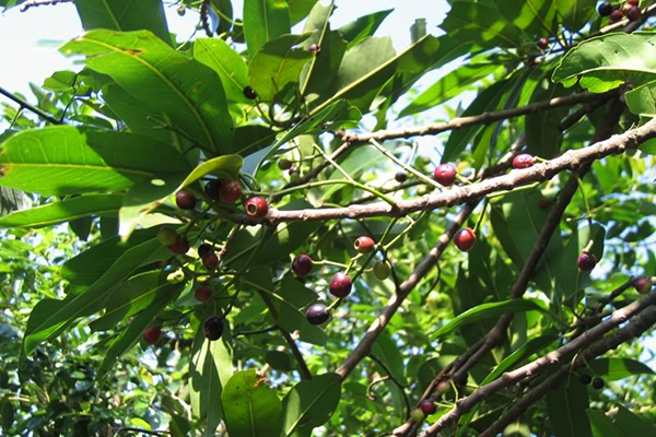 Cây thuốc nam nụ vối