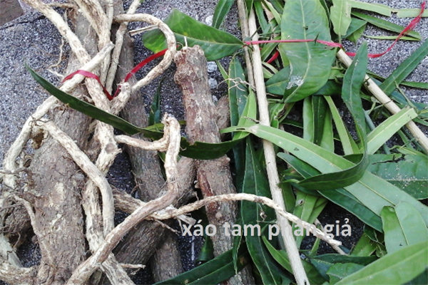 Cây xáo tam phân giả