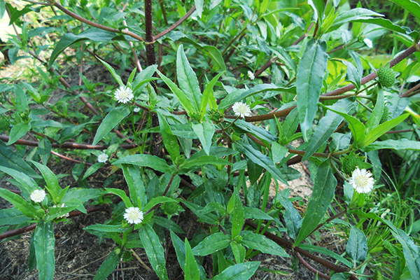 Cỏ mực