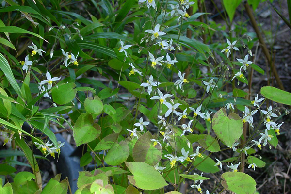 la-va-hoa-dam-duong-hoac