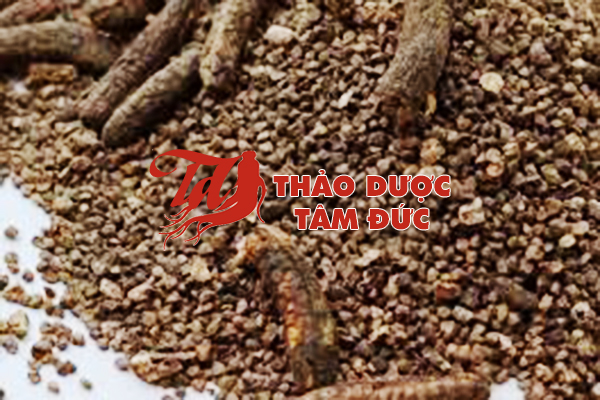 Hạt chuối hột rừng