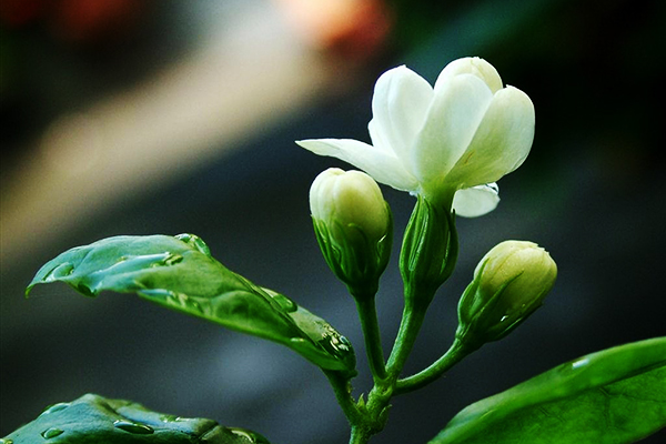 Hình ảnh hoa nhài