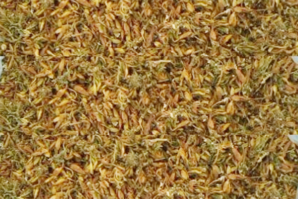 Hoa đu đủ đực khô