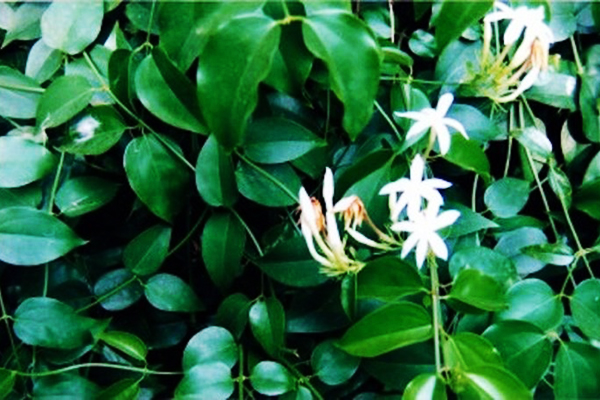 Lá Cây chè vằng