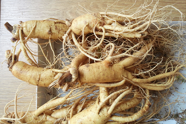 nhan-sam-tuoi-han-quoc-6-cu