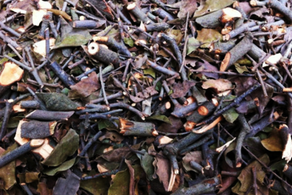 Cây tầm gửi hoa gạo khô