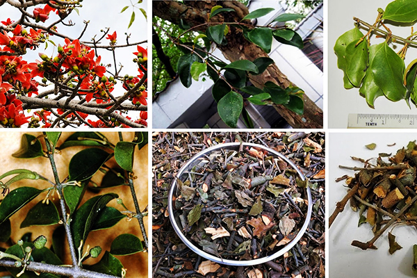 Tầm gửi trên cây hoa gạo