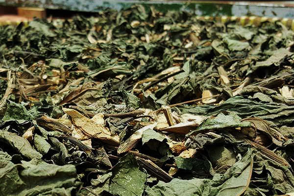 Thân lá cây mật gấu phơi khô