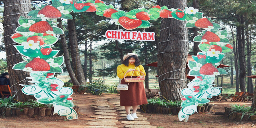 vườn dâu chimi farm