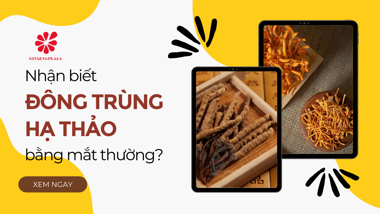 Nhận biết đông trùng hạ thảo thật và giả đơn giản bằng mắt thường? Top 3 địa chỉ bán đông trùng hạ thảo uy tín tại Hà Nội?