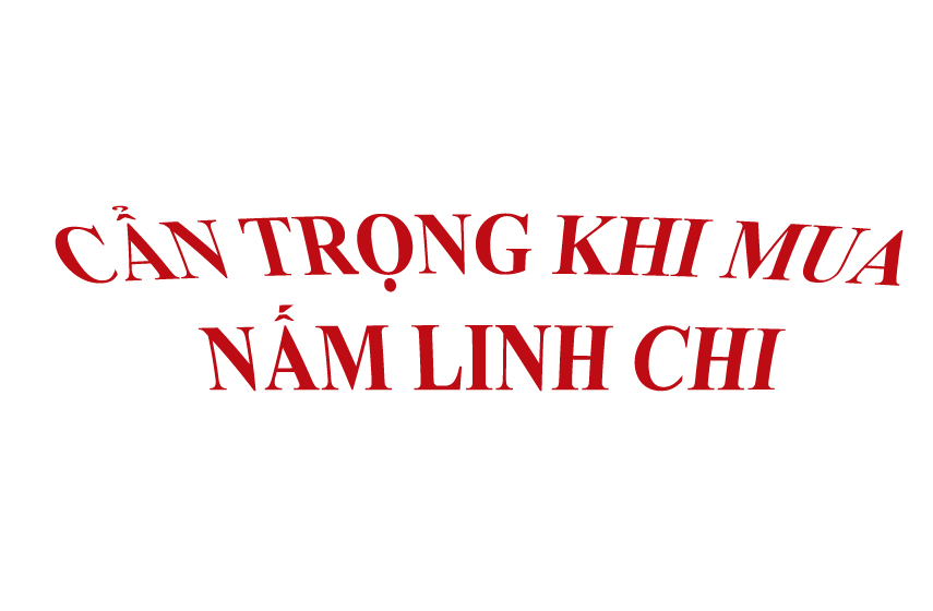 Cẩn trọng để không mua nhầm nấm linh chi bị mốc